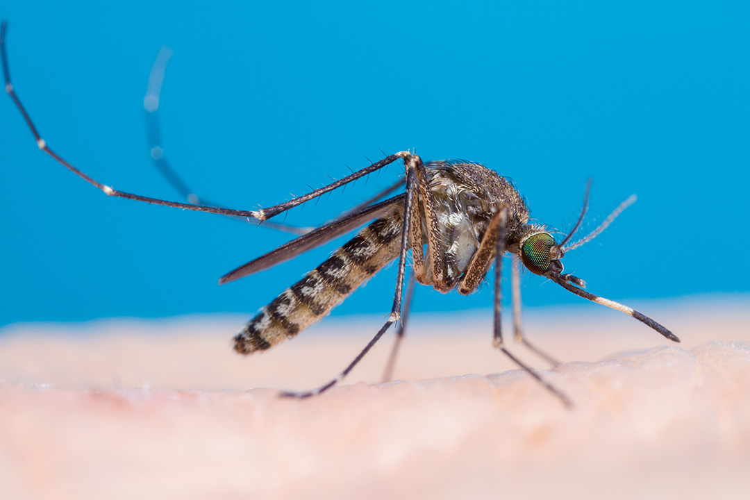 Close up photo of Culex annulirostris on human skin