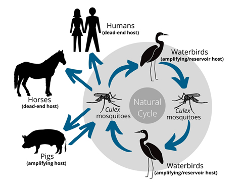 Figure depicting the Japanese encephalitis disease transmission pathway.